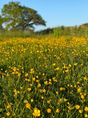 field of buttercups sunset