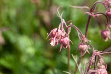 Obraz premium Prairie smoke, Geum triflorum