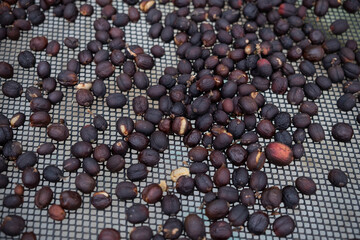 Close up of many unpeeled raw coffee beans in a process of drying on a grid in a temperature and humidity regulated environment, shot from above. Selective focus.