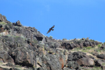Hawk in flight