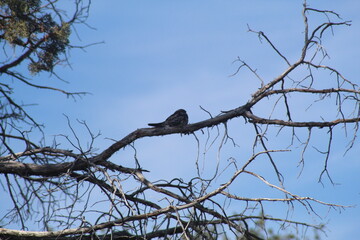 Bird on branch