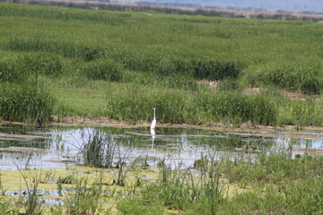 reeds on the lake