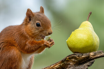 Little Scottish red squirrel eating a tasty green pear on a branch of a tree in the woodland © Sarah