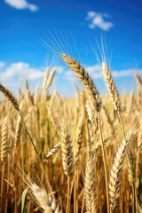 Fototapeta premium Grain growing in a field. Generative AI