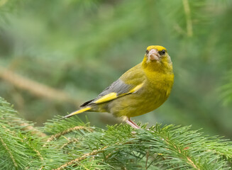 Beautiful brightly coloured greenfinch bird in the woodland