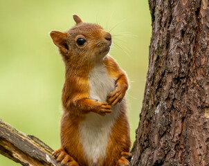 Curious little Scottish red squirrel on a branch of a tree in the woodland with natural green forest background