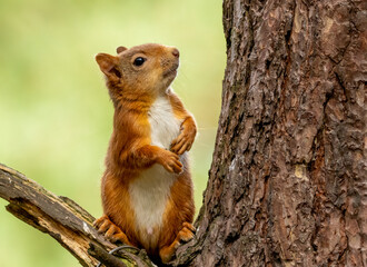 Naklejka na ściany i meble Curious little Scottish red squirrel on a branch of a tree in the woodland with natural green forest background