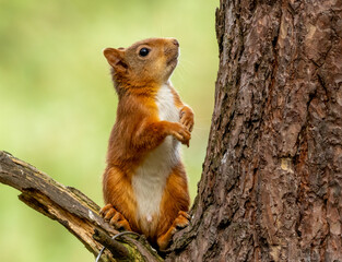 Curious little Scottish red squirrel on a branch of a tree in the woodland with natural green forest background