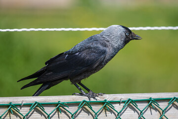 Grey crow sitting on a fence.