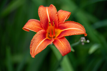 orange flower