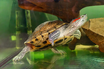 Domestic red eared turtle, Trachemys scripta in aquarium. Pond slider swimming in water. Famous...