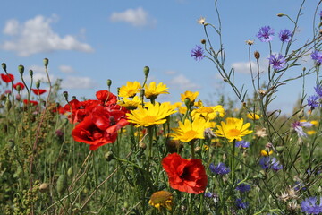 a group wild flowers with red poppies, yellow corn marigold and blue chicory closeup  in a field margin in the dutch countryside in summer and a blue sky in the background