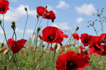 beautiful red poppies and a blue sky with white clouds in the background closeup in a field in the countryside in summer