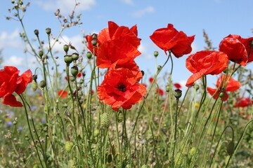 a group red poppies is waving in the wind in a field margin in the countryside closeup at a stormy day in summer