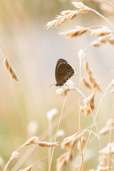 Ein Schornsteinfeger Schmetterling sitzt im Sommer auf einem trockenem Grashalm, Brauner Waldvogel,...