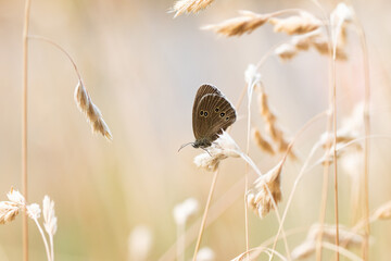 Ein Brauner Waldvogel oder Schornsteinfeger Schmetterling sitzt abends auf einem Grashalm,...