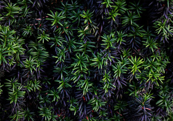 Close-up of Anglojap yew (Taxus media Hillii) evergreen bush in the garden. Green small branches of yew tree. Green spruce shrub wall as plant texture and nature background