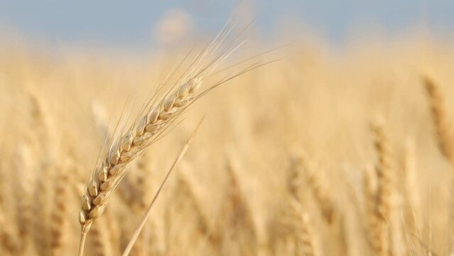 Golden ear of wheat waving in the wind. Golden wheat grains ready to harvest. Blured background.