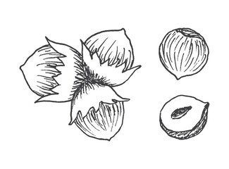 Set of detailed hand drawn hazelnuts isolated on white background.