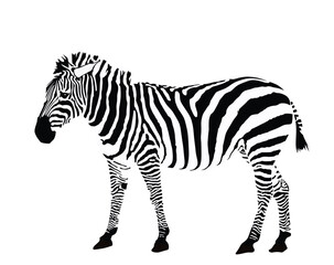 Fototapeta na wymiar Zebra vector illustration isolated on white background. Zoo attraction, animal from Africa.
