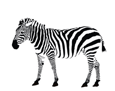 Zebra vector illustration isolated on white background. Zoo attraction, animal from Africa.