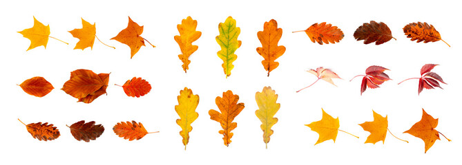 Autumn Leaf Set Isolated, Colored Autumn Tree Leaves, Red Orange Foliage, Fall Leaf on White...