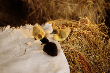 Three little ducklings in the hay. Rural scene. The concept of growing poultry.