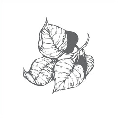 handdrawn leaf illustration, leaf drawing