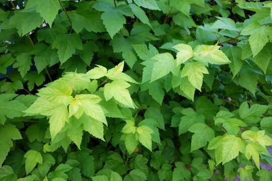 Physocarpus opulifolius - shrub with beautiful decorative green leaves