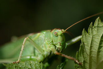 A green hay horse (Tettigonia viridissima) cautiously peeks through some leaves. You can see the...