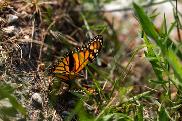 butterfly on grass
