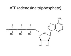 Adenosine triphosphate, ATP, molecular structure. Skeletal formula structure illustration. Web style illustration. Vector editable