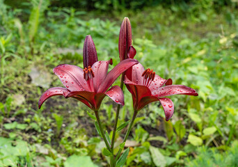 red lily flower