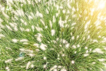Fountain grass or pennisetum alopecuroides, fluffy flowers blurry, grass flowers at a field and light colours, associated with beautiful and dreamy scenes, Wild White Mexican grass, Natural background