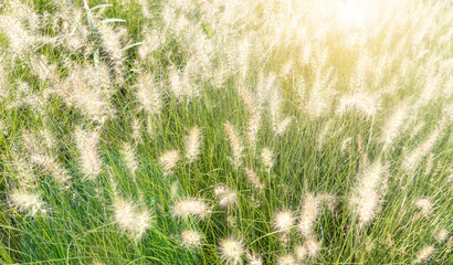 Fountain grass or pennisetum alopecuroides, fluffy flowers blurry, grass flowers at a field and light colours, associated with beautiful and dreamy scenes, Wild White Mexican grass, Natural background
