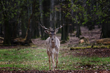 wild deer in the forest