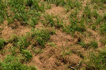Lawn covered with hay of mowed grass