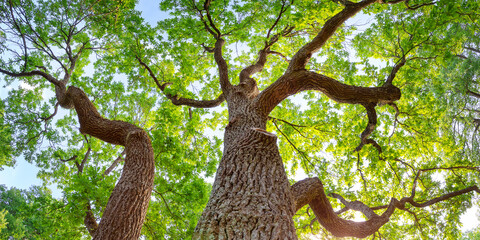 Old oak tree in sunlight in natural park in summer.
