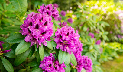 Glare. Copy space. Flowering ornamental plant native to Asia or Japan. Magenta or violet inflorescences of rhododendron. Shrubs, illuminated by the sun's rays. 