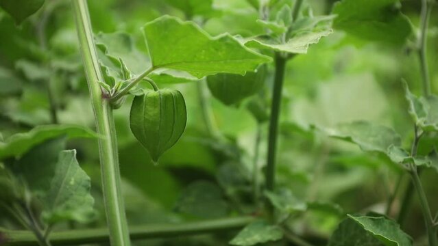 Yound green physalis in the garden with green leaves in the background