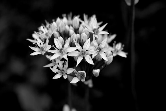 Wildflower in Black and White