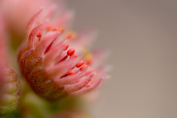 Close-up of a rosy blossom of a succulent plant with focus on the filaments