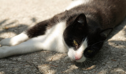 black and white cat