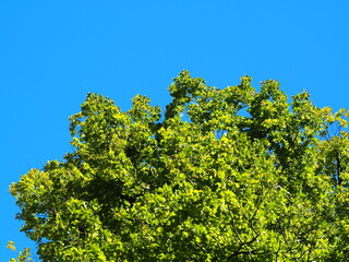 Grüner Baum vor einem tiefblauen Himmel im Sommer über Oberbayern