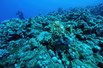 Diver man in the red sea, Dahab, Egypt