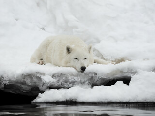 Naklejka premium white arctic wolf lies near the river in winter