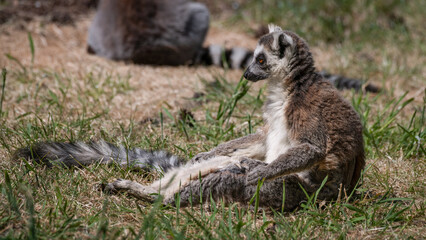 Ring-tailed Lemur Resting on Grass