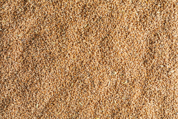 Grain of wheat. Texture. Agricultural background.