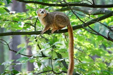 Crowned Lemur Climbing in a Tree