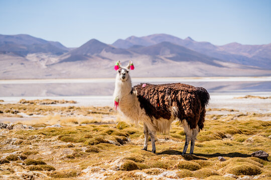 Fauna altipl&aacute;nica en el parque nacional Volc&aacute;n Isluga, regi&oacute;n de Tarapac&aacute;, Chile